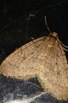 Operophtera brumata