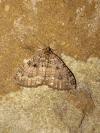 Triphosa dubitata