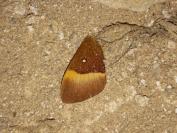 Lasiocampa quercus