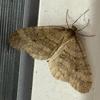 Operophtera brumata