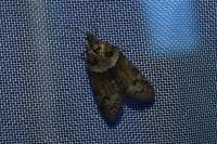 Tortricodes alternella