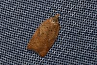 Acleris ferrugana/notana