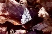 Agriopis leucophaearia