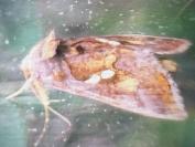 Chrysodeixis chalcites