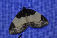 Mesoleuca albicillata