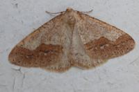 Phigaliohybernia marginaria