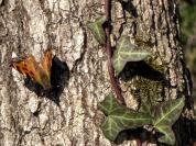 Nymphalis polychloros