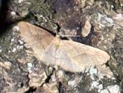 Phigaliohybernia marginaria