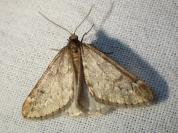 Alsophila aescularia