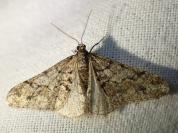 Agriopis leucophaearia