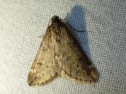 Alsophila aescularia