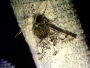 Apocheima hispidaria