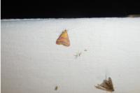 Pyrausta sanguinalis