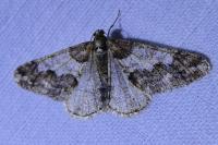 Agriopis leucophaearia