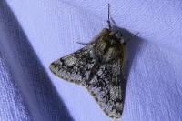 Apocheima hispidaria