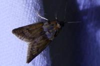 Tortricodes alternella