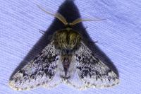 Apocheima hispidaria