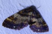 Earophila badiata
