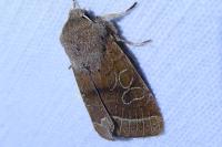 Orthosia cerasi