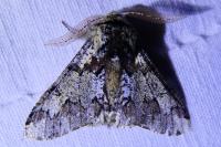 Biston strataria