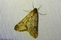 Alsophila aescularia