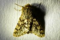 Apocheima hispidaria