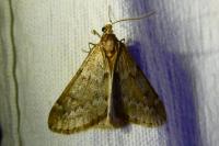 Alsophila aescularia