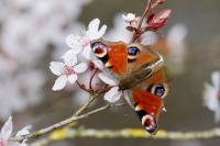 Aglais io