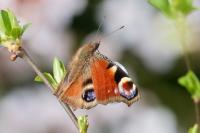 Aglais io