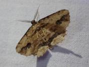 Menophra abruptaria