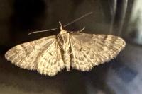 Gymnoscelis rufifasciata