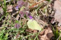 Gonepteryx rhamni