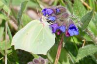 Gonepteryx rhamni