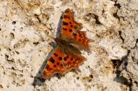 Polygonia c-album