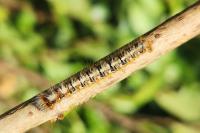 Lasiocampa quercus