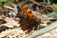 Polygonia c-album