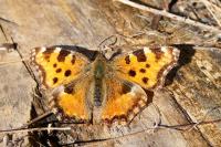 Nymphalis polychloros