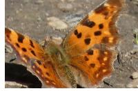 Polygonia c-album