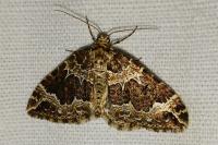 Lampropteryx suffumata