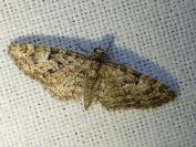 Eupithecia dodoneata