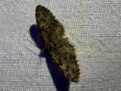 Eupithecia