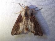 Egira conspicillaris