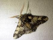 Biston strataria