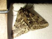 Lycia hirtaria