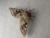 Orthosia gothica