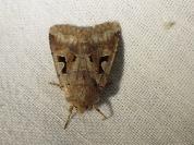 Orthosia gothica