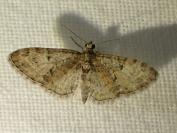 Eupithecia