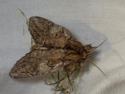 Peridea anceps