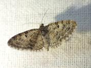 Eupithecia dodoneata