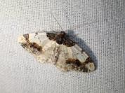 Ligdia adustata